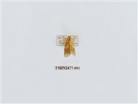 藏品(紅斑美苔蛾)的圖片